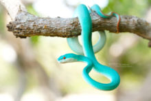 Trimeresurus insularis, vipère bleue, Blue White-lipped Island Pitviper, Komodo, blue, bleu, Matthieu Berroneau