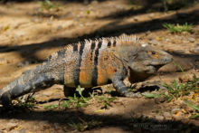 Ctenosaura similis, Iguane à queue épineuse, black spiny-tailed iguana, Iguane noir, Costa Rica, Matthieu Berroneau