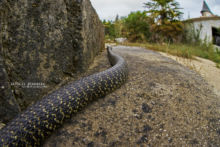 Hierophis viridiflavus, Couleuvre verte et jaune, Western Whip Snake, Matthieu Berroneau