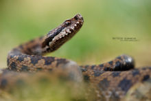 Vipera aspis, Vipère aspic, Asp viper, Vibora, France, Matthieu Berroneau,