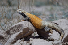 Saara loricata, Iran, Uromastyx, Mesopotamian Spiny -tailed Lizard, Matthieu Berroneau