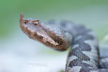 Nose-horned Viper, Vipère ammodyte, Ammodytes viper, Vipera ammodytes, Monténégro, Matthieu Berroneau, Montenegro