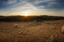 Hierophis viridiflavus, Couleuvre verte et jaune, Western Whip Snake, Matthieu Berroneau