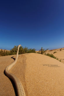Psammophis schokari, Schokari sand racer, Morocco, Maroc, Matthieu Berroneau, sable, désert