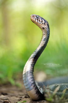 Naja subfulva, Naja melanoleuca, Brown Forest Cobra, Cobra brun des forêts, Forest cobra, Cobra des Forêts, Uganda, Ouganda, Matthieu Berroneau