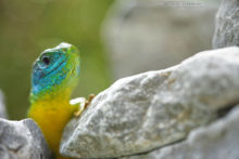 Lacerta bilineata, Lézard vert occidental, Western green lizard, green lizard, lézard vert, Matthieu Berroneau, France