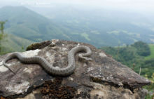 Coronelle lisse, Smooth snake, Coronella austriaca, Matthieu Berroneau, France, montagne, montains