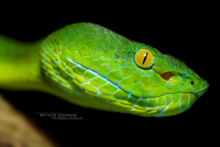 Trimeresurus fucatus, Siamese Peninsula Pit Viper, PitviperMalaisie, Malaysia, Matthieu Berroneau