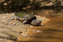 Chelydra serpentina, Tortue serpentine, Common snapping turtle, Chélydre serpentine, Matthieu Berroneau