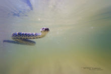 Natrix maura, Viperine snake, couleuvre vipérine, Matthieu Berroneau, aquatique, marine, underwater