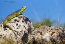 Timon lepidus, Lézard ocellé, Ocellated lizard, France, Lagarto ocellado