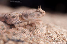 Cerastes cerastes, Vipère à cornes, Saharan horned viper, Matthieu Berroneau, Maroc, Morocco, macro