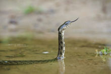 Natrix tessellata, Couleuvre tessellée, Dice Snake, Iran, Matthieu Berroneau