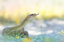 Western Black-Tailed Rattlesnake, Crotalus molossus oaxacus, Mexique, Mexico, Matthieu Berroneau