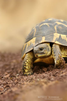 Hermann's tortoise, Testudo hermanni, tortue d'Herman, Matthieu Berroneau, France