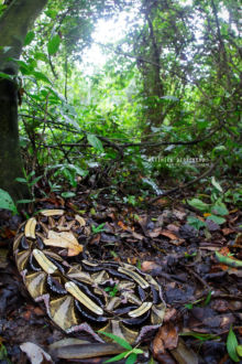 Bitis gabonica, Vipère du Gabon, Gaboon viper, Uganda, Ouganda, Matthieu Berroneau