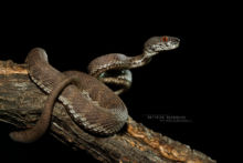 Shore Pit Viper, Trimeresurus purpureomaculatus, Malaisie, Malaysia, Matthieu Berroneau