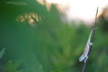 caméléon, Elliot's Groove-throated Chameleon, Trioceros ellioti, Uganda, Afrique, Matthieu Berroneau