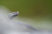 Vipera aspis, Vipère aspic, Asp viper, Vibora, France, Matthieu Berroneau, grise, noire, mélanique, mélanisante