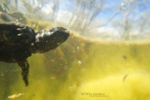 Cistude d'Europe, Emys orbicularis, Matthieu Berroneau, European Pond Terrapin, underwater, aquatique