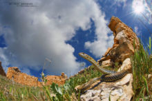 Malpolon monspessulanus, Couleuvre de Montpellier, Montpellier snake, Matthieu Berroneau, Espagne, Spain, Culebra bastarda, Espana