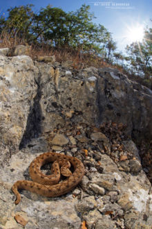 Vipère de Lataste, Vibora de lataste, Lataste's viper, viper, spain, espana, espagne, Matthieu Berroneau, habitat, landscape, milieu