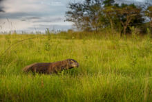 Varanus komodoensis, Varan de Komodo, Komodo Dragon, Matthieu Berroneau, Dragon, Komodo