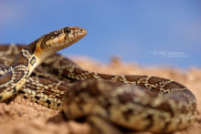 Horse Shoe Wip Snake, Hemorrhois hippocrepis, Couleuvre fer-à-cheval, Maroc, Morocco, Matthieu Berroneau