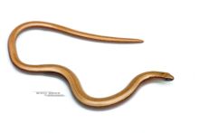 Anguis fragilis, Orvet fragile, fond blanc, white background, Matthieu Berroneau, worm lizard, Slow worm