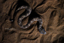 Cerastes vipera, Sahara Sand Viper, Vipère des sables, Matthieu Berroneau, Maroc, Snake, sable, sand, désert