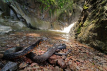 Culebra Arroyera de Cola Negra, Central American Indigo Snake, Drymarchon melanurus, Mexique, Mexico, Matthieu Berroneau