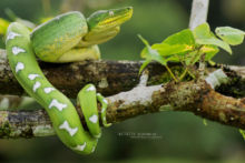 Emerald tree boa, Boa canin, Corallus caninus, Guyane, French Guiana, Matthieu Berroneau