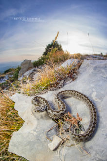 Vipera ursinii, Vipère d'Orsini, Orsini viper, France, Matthieu Berroneau