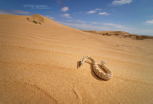 Cerastes vipera, Sahara Sand Viper, Vipère des sables, Matthieu Berroneau, Maroc, Snake, déplacement, sable, move, fuite,, désert, sand, Morocco