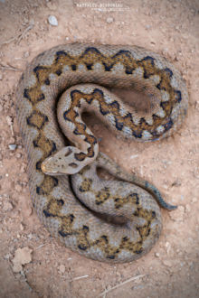 Vipère de Lataste, Vibora de lataste, Lataste's viper, viper, spain, espana, espagne, Matthieu Berroneau