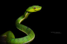 Kinabalu Green Pit Viper, Trimeresurus malcolmi, Borneo, Malaysia, Matthieu Berroneau