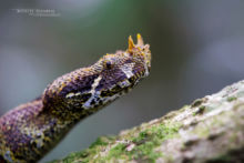 Bitis nasicornis, Vipère rhinocéros, Rhinoceros viper, Ouganda, Uganda, Matthieu Berroneau