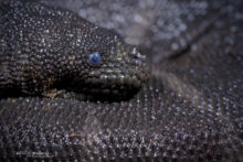 Marine file snake, Komodo, Acrochordus granulatus, Indonésie, Rinca, Snake, marine snake, Matthieu Berroneau