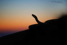 Vipera aspis, Vipère aspic, Asp viper, Vibora, France, Matthieu Berroneau