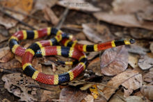 Costa Rican Coral Snake, Coral Snake, Micrurus mosquitensis, Costa Rica, Matthieu Berroneau