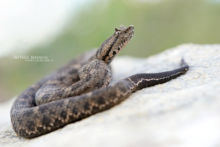 black-tailed horned pitviper, Mexican Black-tailed Pit Viper, Mixcoatlus melanurus, Mexique, Mexico, Matthieu Berroneau