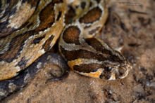 Vipère de Palestine, Palestine viper, Daboia palaestinae, Israël, Israel, Matthieu Berroneau