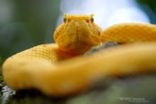 Bothriechis nigroadspersus, Vipère de Schlegel, Eyelash Viper, Víbora de Pestañas, Costa Rica, Matthieu Berroneau