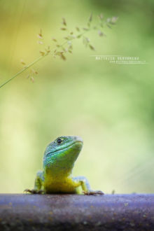 Lacerta bilineata, Lézard vert occidental, Western green lizard, green lizard, lézard vert, Matthieu Berroneau, France