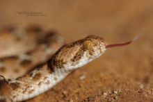 Echis pyramidum, Maroc, Roman's Saw-scaled Viper, Morocco, Matthieu Berroneau, Echide, vipère, serpent, snake