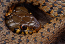 Natrix helvetica, Couleuvre à collier, Couleuvre helvétique, Grass snake, serpent, red, rouge, head, Matthieu Berroneau