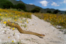 Western Black-Tailed Rattlesnake, Crotalus molossus oaxacus, Mexique, Mexico, Matthieu Berroneau