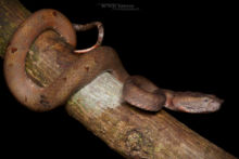 Bornean Palm Pit Viper, Trimeresurus borneensis, Bornéo, Matthieu Berroneau