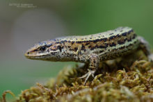 Zootoca vivipara, Zootoca vivipara louislantzi, viviparous lizard, Lézard vivipare, Matthieu Berroneau, France