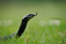 Natrix helvetica, Couleuvre astréptophore, Iberian grass snake, Matthieu Berroneau, France, noire, mélanique, black